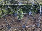 This plant was enclosed in a cage so people wouldn't be able to touch it