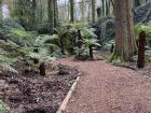 This is the fern garden; there are 80 different varieties of ferns here!