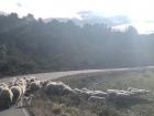 One of my favorite memories in Spain -- getting roadblocked by sheep!