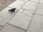 One of the many pigeons in the city