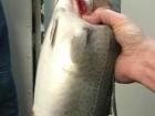 A fish caught during the first leg of MOSAiC (Photo: Nicole Hildebrandt)