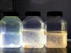 Bottles containing different small organisms sorted by species (Photo: Ester Horvath)