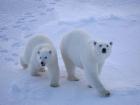 A curious mama polar bear and her cub venture close to the ship (Photo: Katie Gavenus)