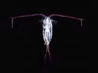 A zoomed-in photo of a type of copepod found in the central Arctic called Calanus hyperboreus