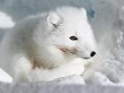  An Arctic fox nibbling on data and power cables connecting the Polarstern icebreaker and scientific equipment (Photo: Michael Ginzburg)