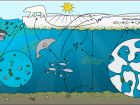 The Central Arctic food web and the different types of animals who call the Central Arctic sea ice and ocean their home (Photo: Arizona State University's Ask a Biologist)