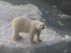 Polarbears frequently visited the ice camp (Photo: Matthew Shupe)