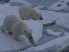 Female polar bear with her cub approaching Polarstern (Photo: Antonia Immerz)