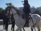 Here is another horse at the royal palace!