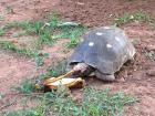 I was surprised to see the turtle eating a banana