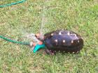 The turtle spent a long time in the sprinkler 