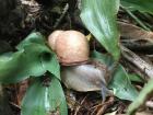 Massive snail I found in the park after the rain!