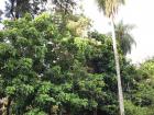 The tall palm tree on the right is the Paraguayan Coconut Tree