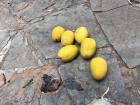 I collected many mangos from the local trees