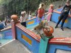 Monkey at Batu Caves (Kuala Lumpur, Malaysia)