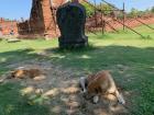 Dogs love hanging out in temples
