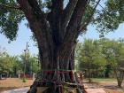 An important tree that is a shrine and landmark