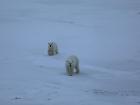 Sometimes we have visitors, like these polar bears: we all retreat to the safety of Polarstern until they move on