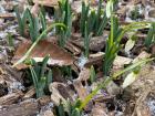 Snow and bloom together at IU