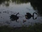 Swans in the eco-lake in Singapore Botanical Gardens, a place that explores the beauty and purpose of local plants while giving native species like otters a place to live comfortably outside the confines of a zoo