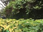 Plants on the street near Tiong Bahru