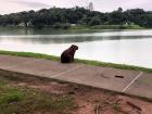 These cute animals that live in our city are called Capybaras