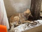 Our dog decides that freshly rained-on dirt is now her bed for the day