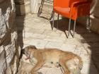Mishmish once again on the terrace