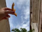 A morning of blue skies and cantaloupe