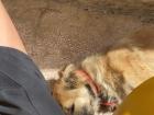 My dog, Mishmish, and me on the terrace