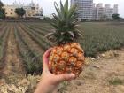 It's pineapple season--this shot was taken in my neighborhood!