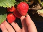 Strawberry picking