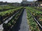 Strawberry farms in Miaoli County