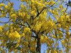 Yellow flowers in full bloom 