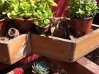 Plants on our balcony