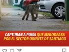 "Puma captured roaming around the eastern sector of Santiago" - 24horascl (news source)