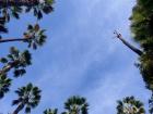 Even as we near winter, the palm trees bring back memories of warmer temperatures