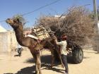 Neither Amazon nor FedEx delivers anything to the villagers, but camel-carts are a reliable mode for delivering large packages