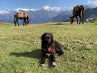 Karan's dog is the same breed as this Himalayan sheepdog