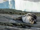 A sunbathing Weddell seal