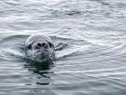 A Leopard Seal approaching us for a picture!