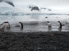 Penguins playing on the beach