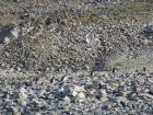A few Gentoo penguins waddling on the rocks