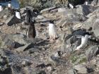 Gentoo penguins playing on the rocks on Roberts Island