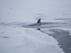 A minke whale breaching near an iceberg