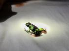 A rare look at the Madagascar poison frog up close