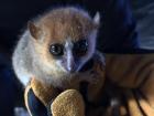 Holding a tiny mouse lemur!