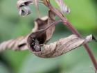 Surprise! A leaf-footed bug hiding in a leaf in Ottawa, Canada