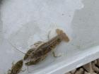 Look at this dragonfly larva and crayfish that my student Hailey discovered! 