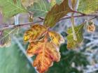 My student Madisyn came across this fragrant sumac (Rhus aromatica)